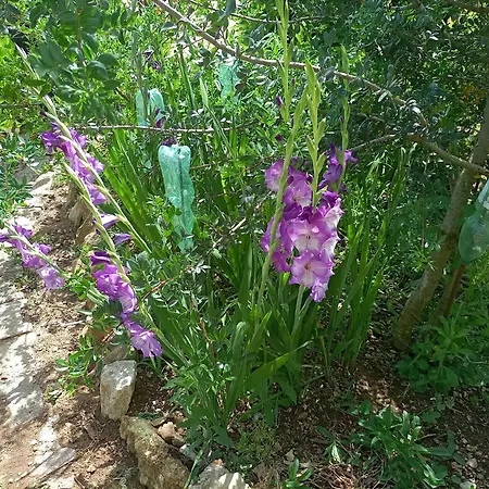 La Palma Alghero